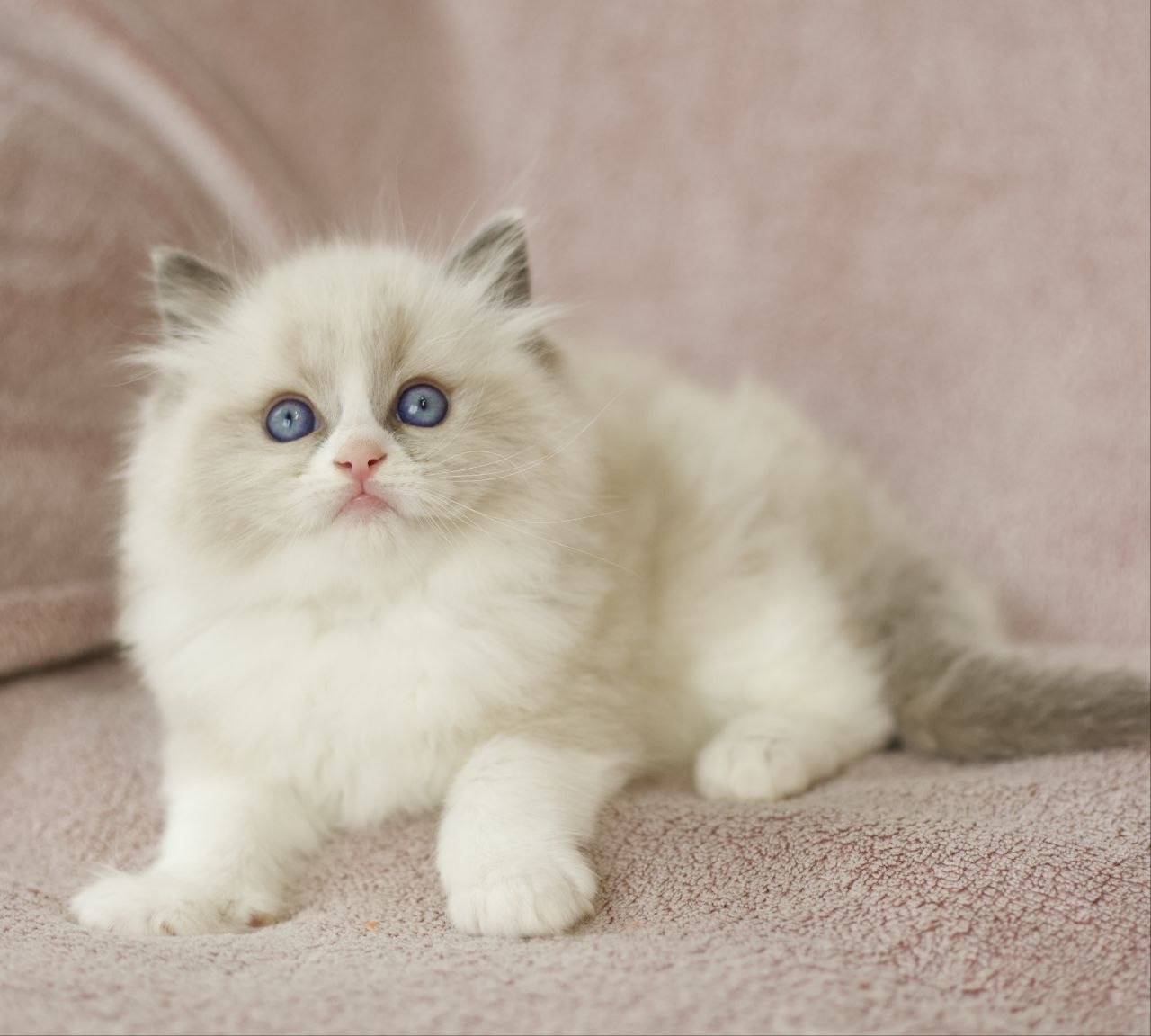 Kitten